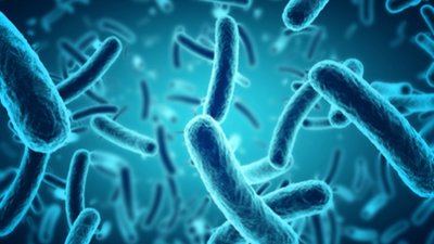 Probiotic Bacteria Blue - Text Content with Image 460x259