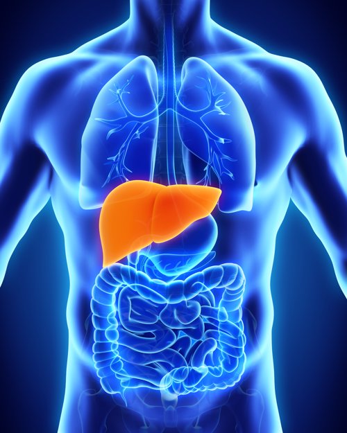 gut-liver axis
